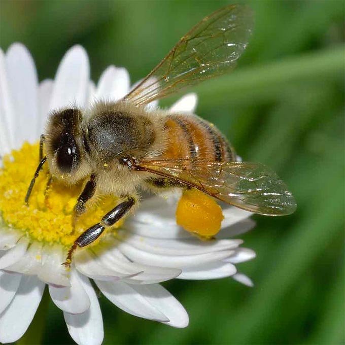 Miele di Damiano Norcia