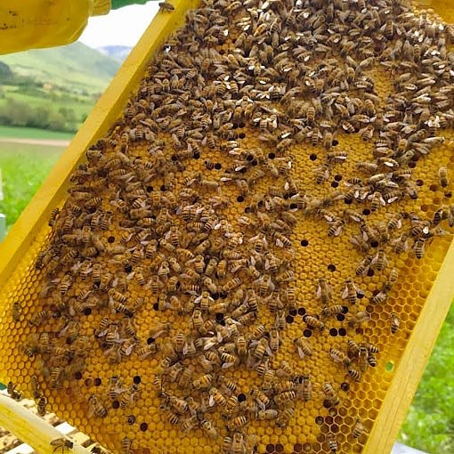 Miele di Damiano Norcia