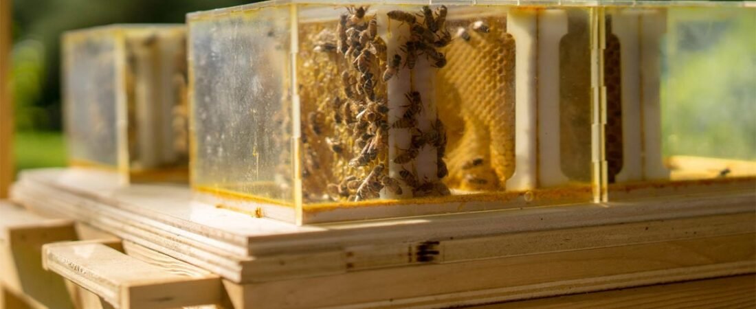 Caratteristiche e Tradizione